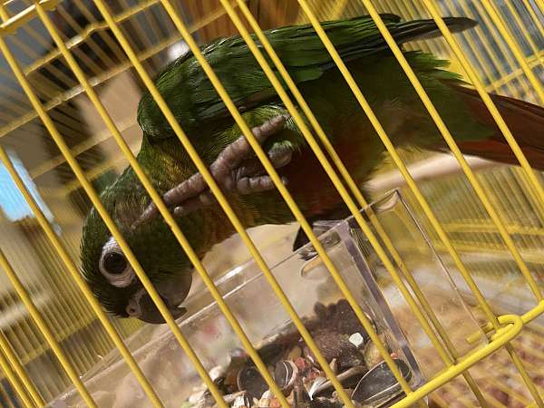 conure-for-sale-in-lehigh-acres-fl