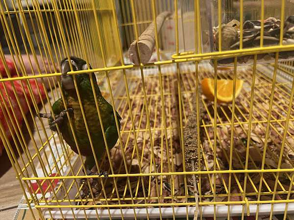 bird-for-sale-in-lehigh-acres-fl