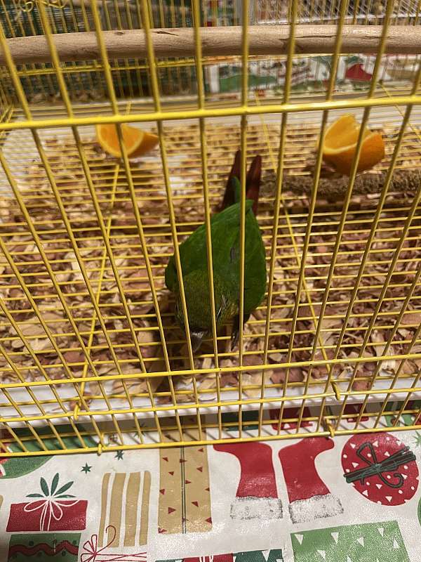 crimson-bird-for-sale-in-lehigh-acres-fl
