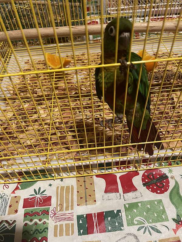 baby-bird-for-sale-in-lehigh-acres-fl