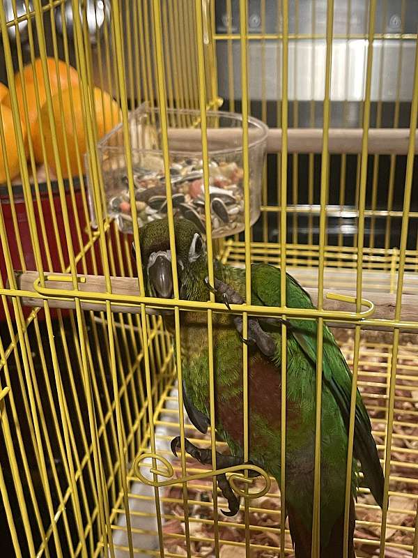 conure-for-sale