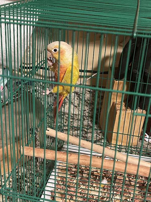 conure-for-sale