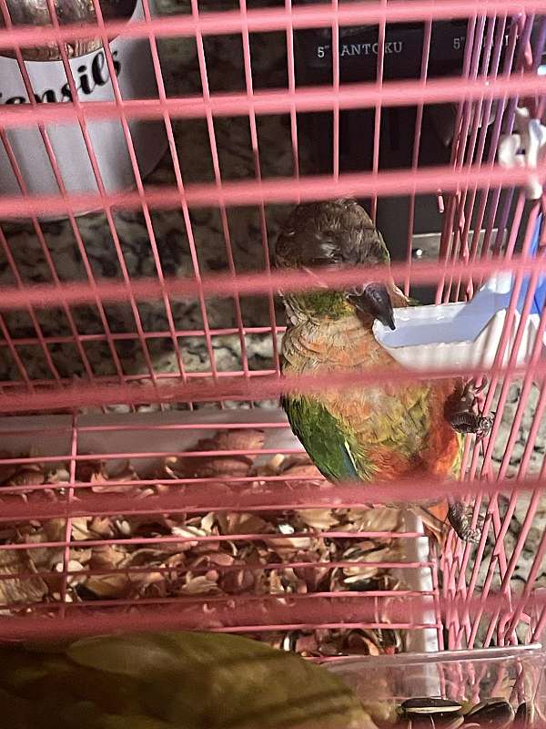 cinnamon-bird-for-sale-in-lehigh-acres-fl