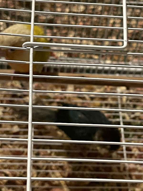 conure-for-sale