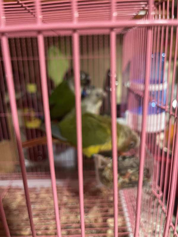 baby-conure-for-sale