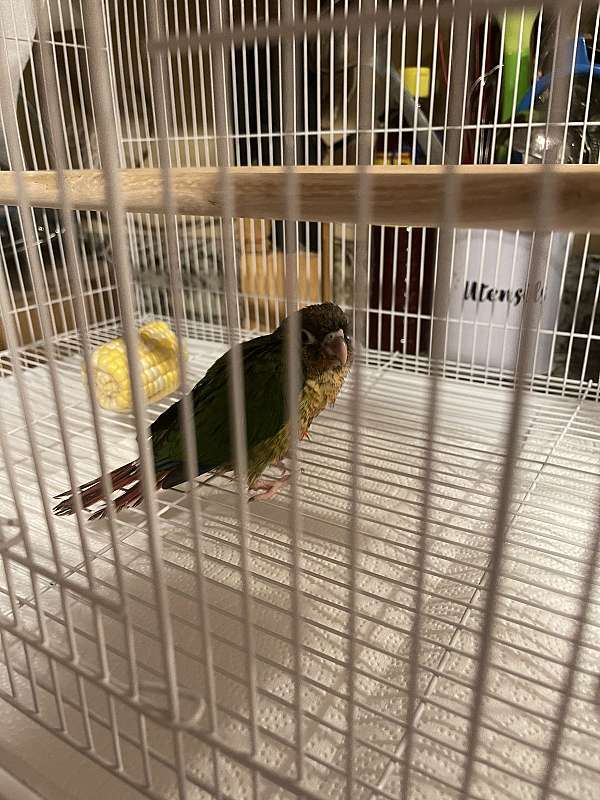 cinnamon-bird-for-sale