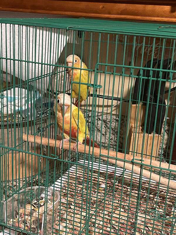 baby-bird