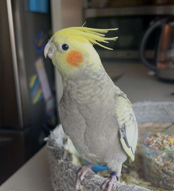 female-bird-for-sale-in-medford-ma