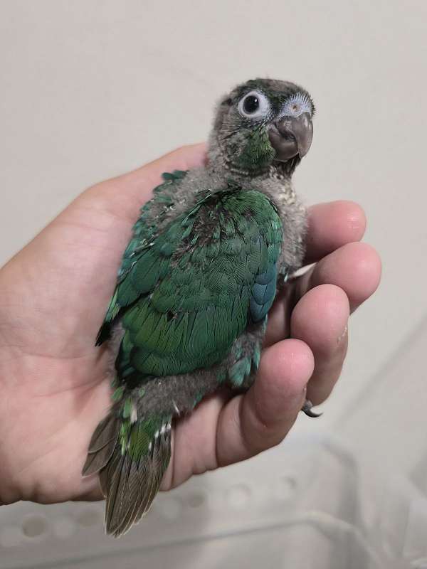 blue-grey-bird-for-sale-in-new-smyrna-beach-fl