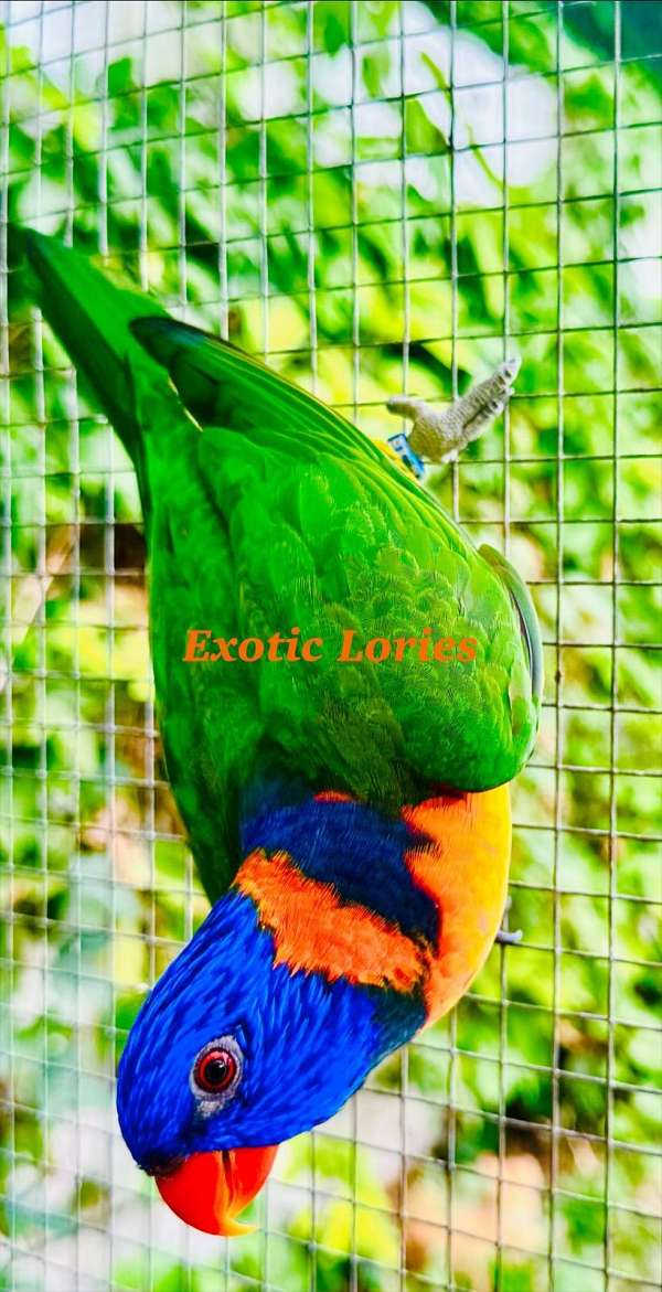 exotic-rare-lory-for-sale