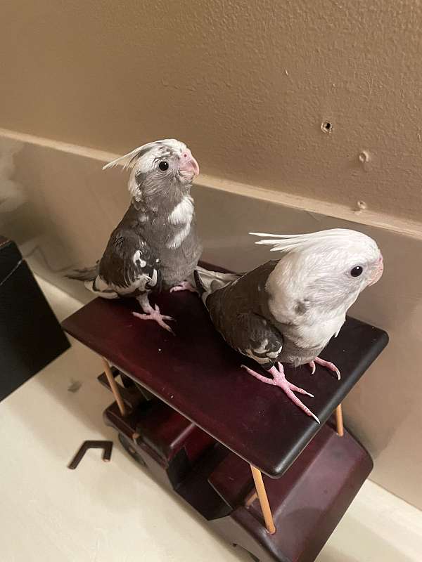 handfed-bird-for-sale-in-carencro-la