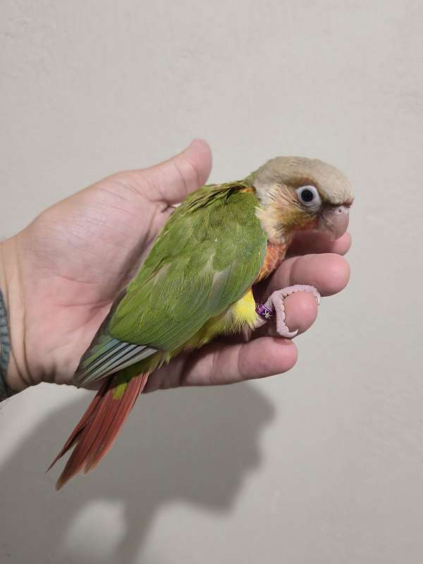 pineapple-bird-for-sale-in-new-smyrna-beach-fl
