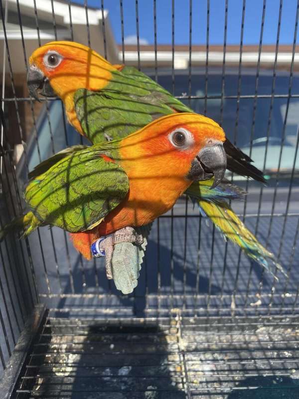 parrot-for-sale