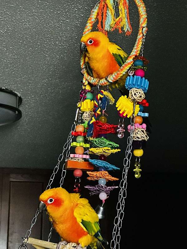 medium-bird-for-sale-in-new-britain-ct