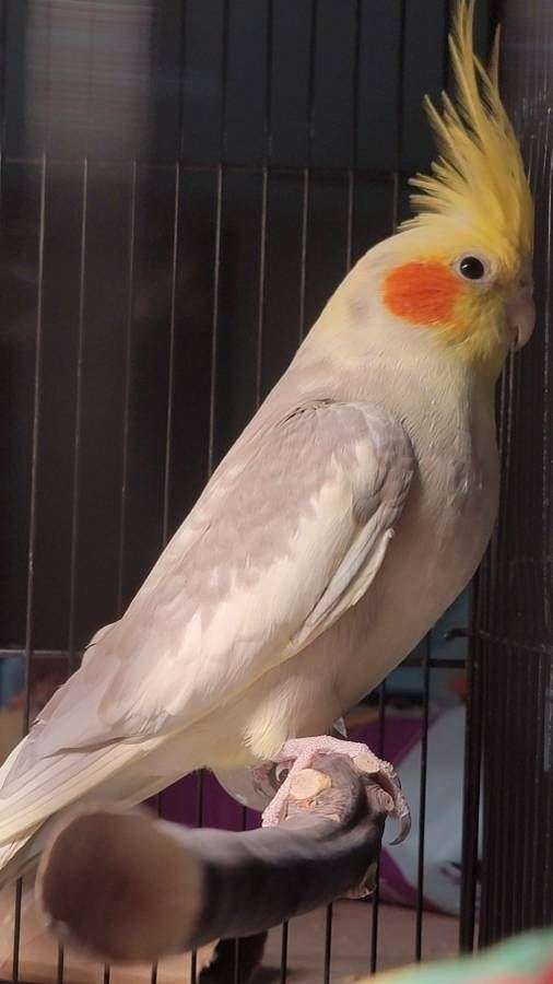 cinnamon-pied-bird-for-sale-in-brunswick-oh
