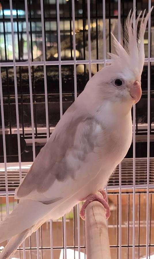 cockatiel-for-sale