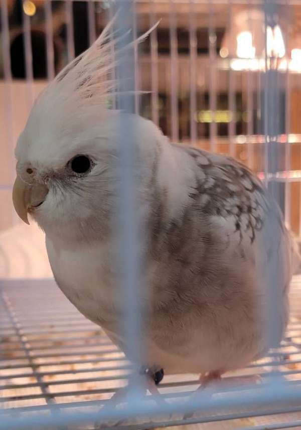 cockatiel-for-sale