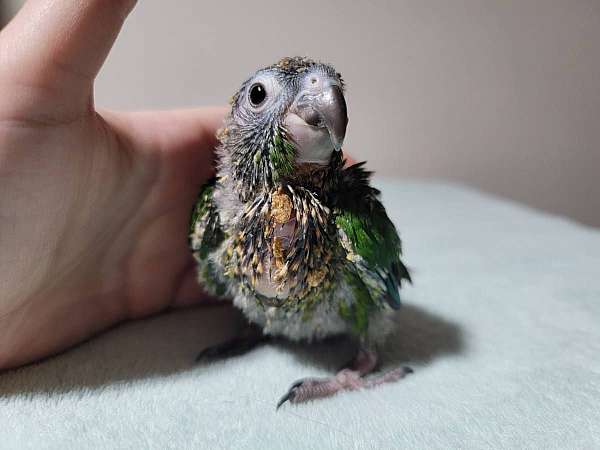 green-cheek-conure-for-sale