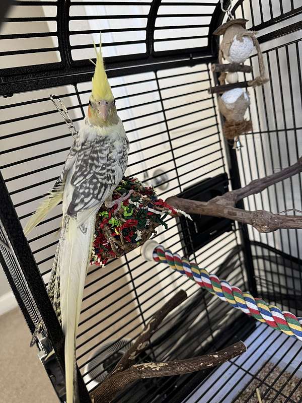 cockatiel-for-sale