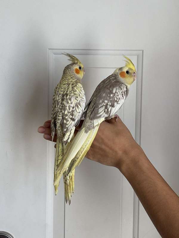 pied-bird-for-sale-in-rohnert-park-ca