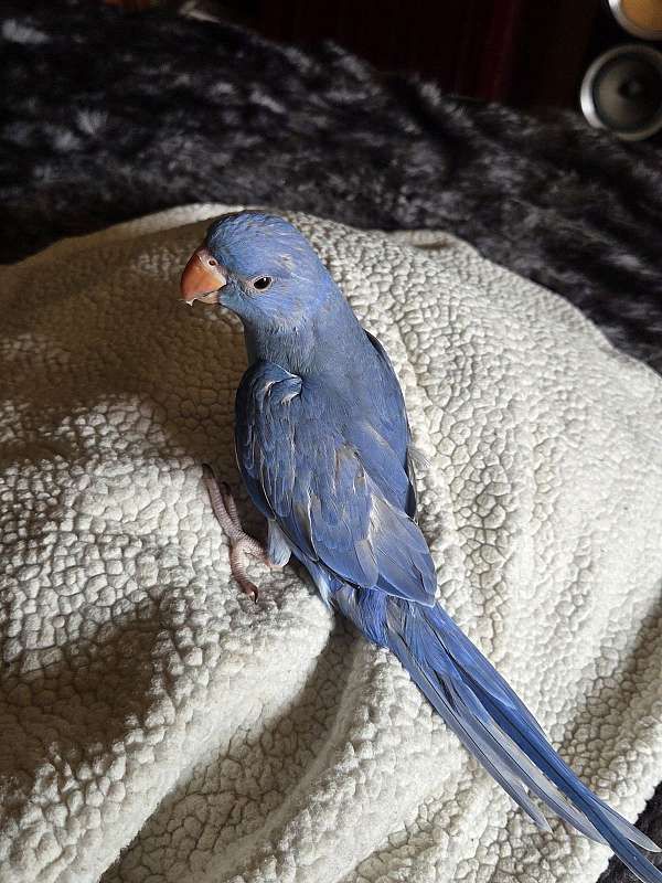 handfed-rare-bird-for-sale-in-long-beach-ca