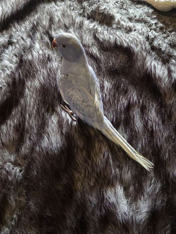 parakeet-for-sale