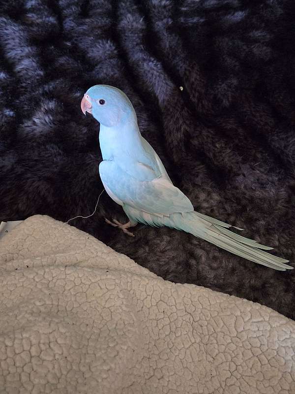 ringneck-parakeet-for-sale