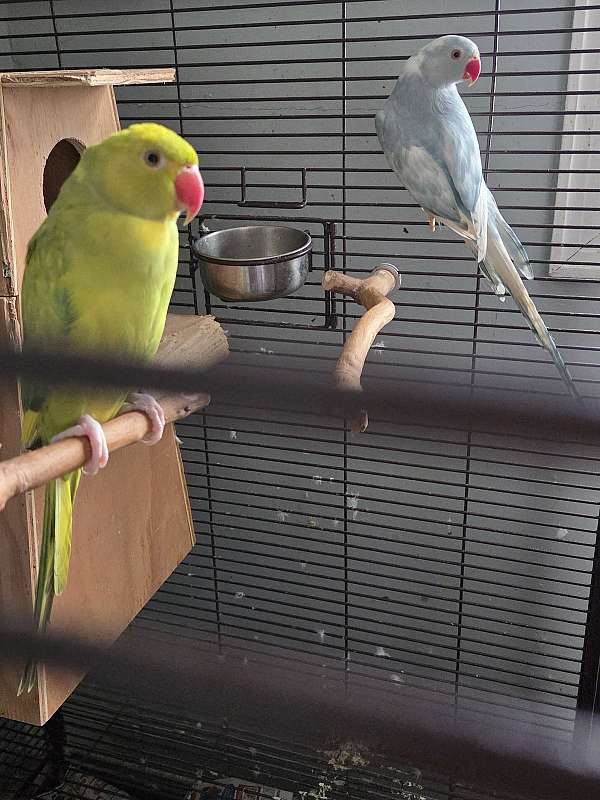 white-bird-for-sale-in-long-beach-ca