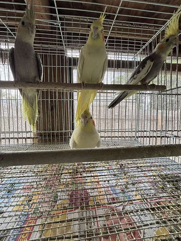 cockatiel-for-sale
