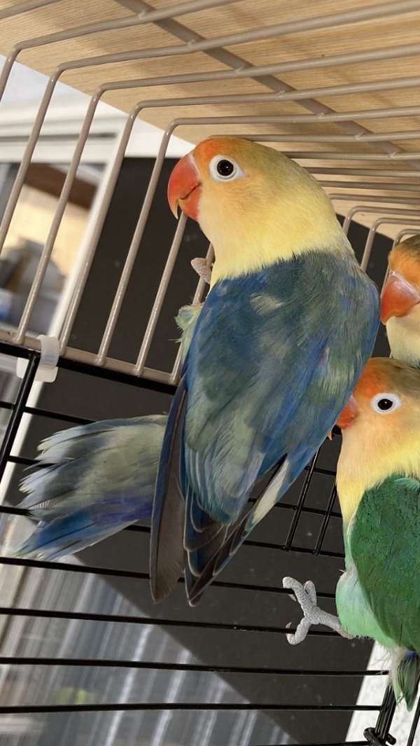 fischers-lovebird-for-sale