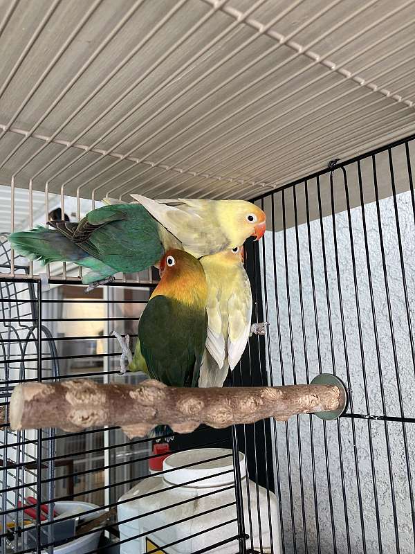 fischers-lovebird-for-sale-in-stockton-ca