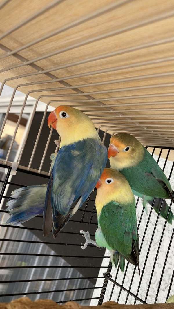 young-bird