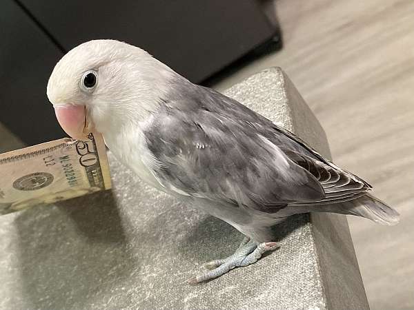 bird-for-sale-in-stockton-ca