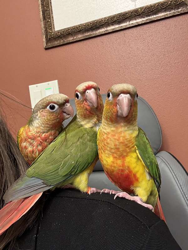conure-green-cheek-conure-for-sale-in-milwaukee-wi