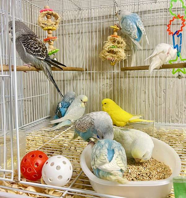 budgerigar-parakeet-for-sale-in-sun-prairie-wi
