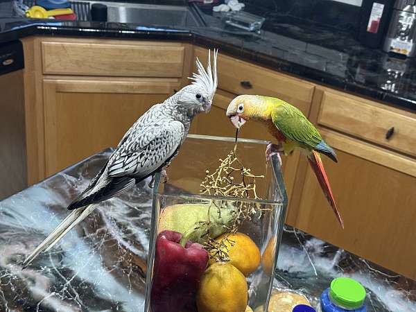 pearl-bird-for-sale-in-milwaukee-wi