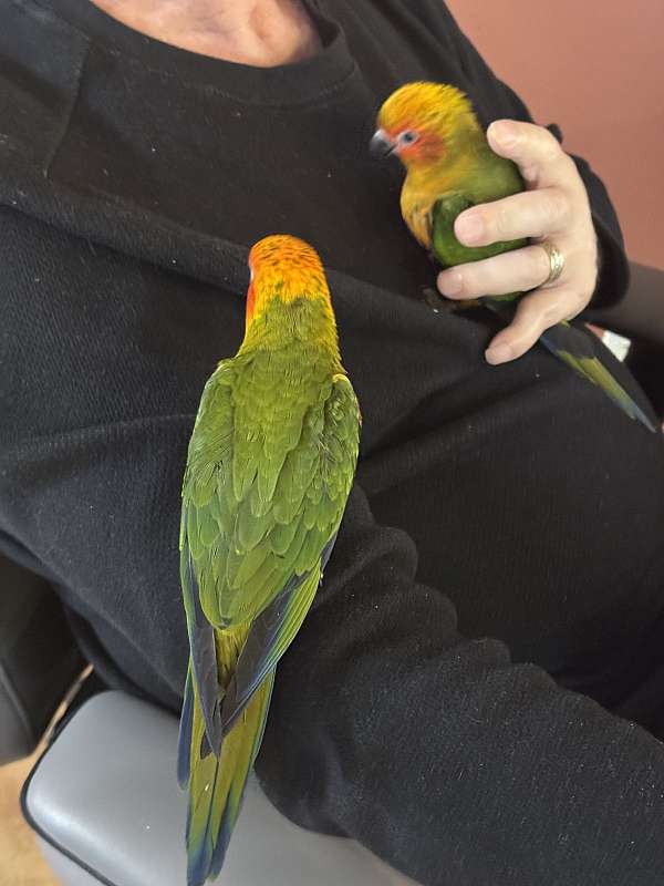 conure-for-sale