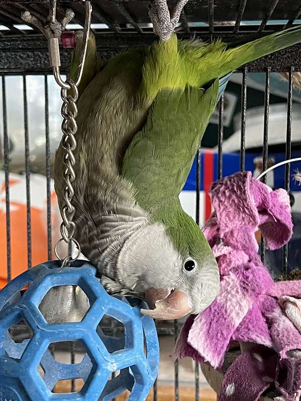 bird-for-sale-in-sandown-nh
