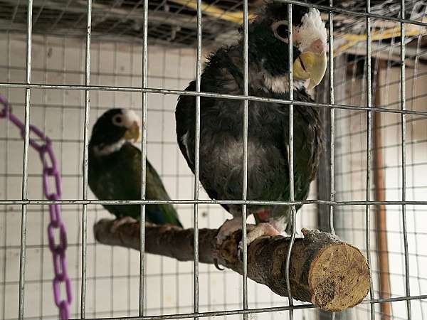 pionus-parrots-white-capped-parrots-for-sale