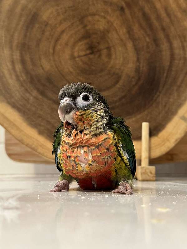 quiet-bird-for-sale-in-washington