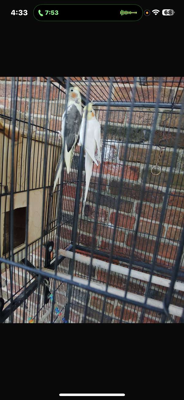cockatiel-for-sale