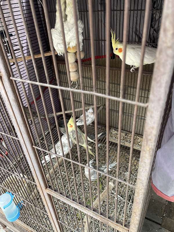 cockatiel-for-sale