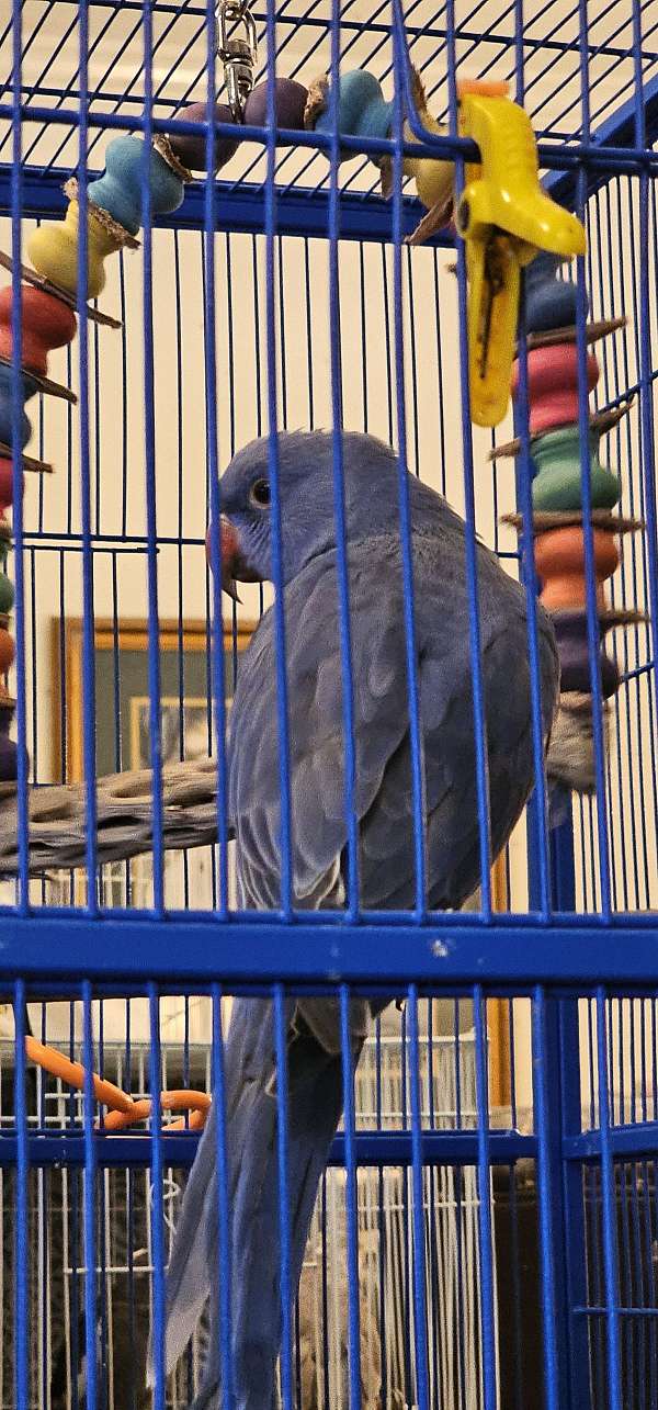 parrot-for-sale