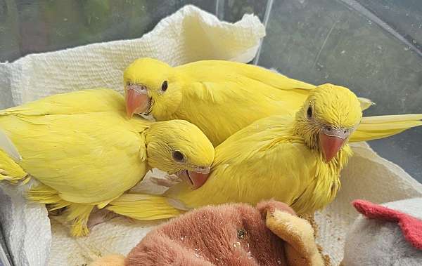 parrot-for-sale