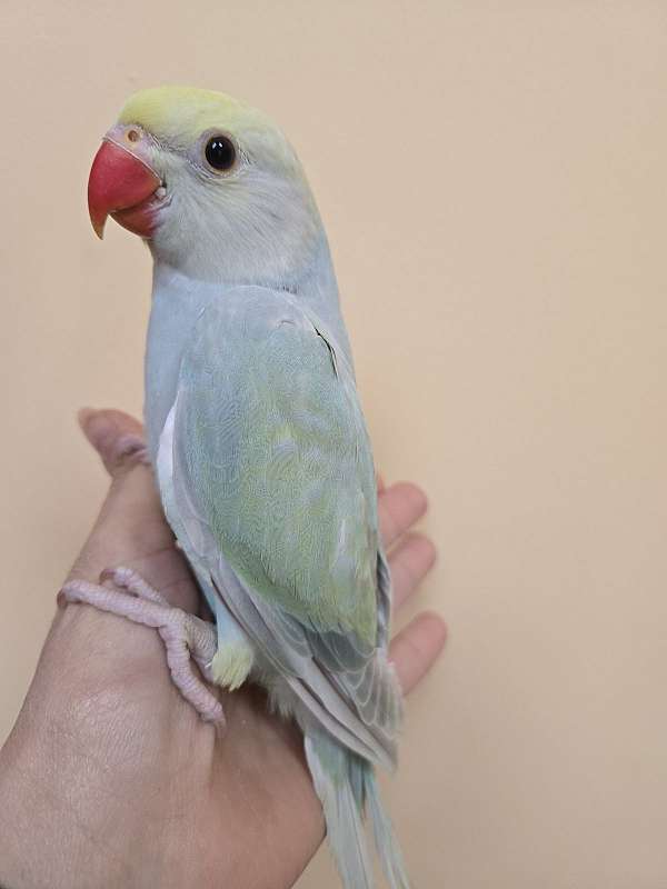 ringneck-parakeet-for-sale