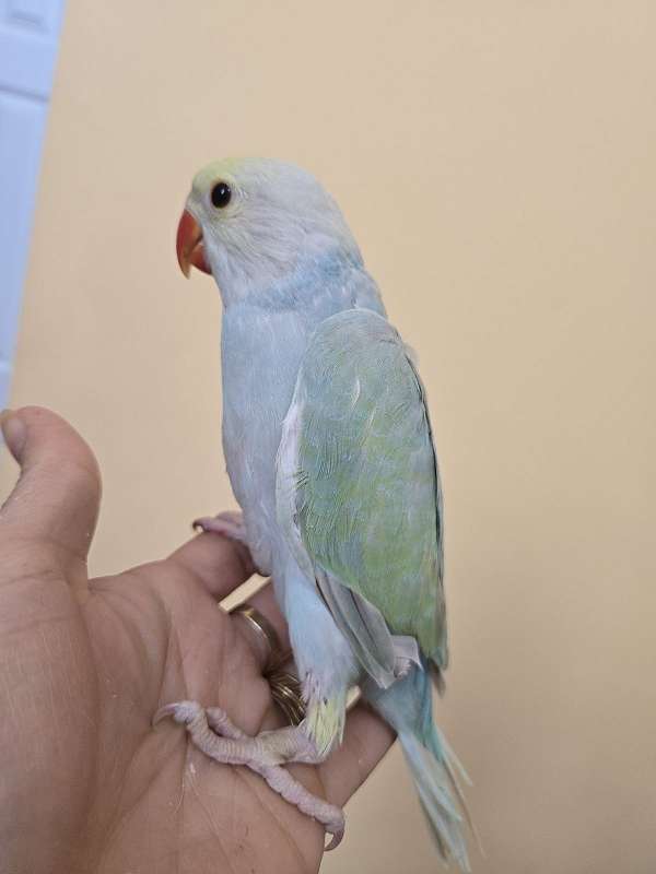 ringneck-parakeet-for-sale