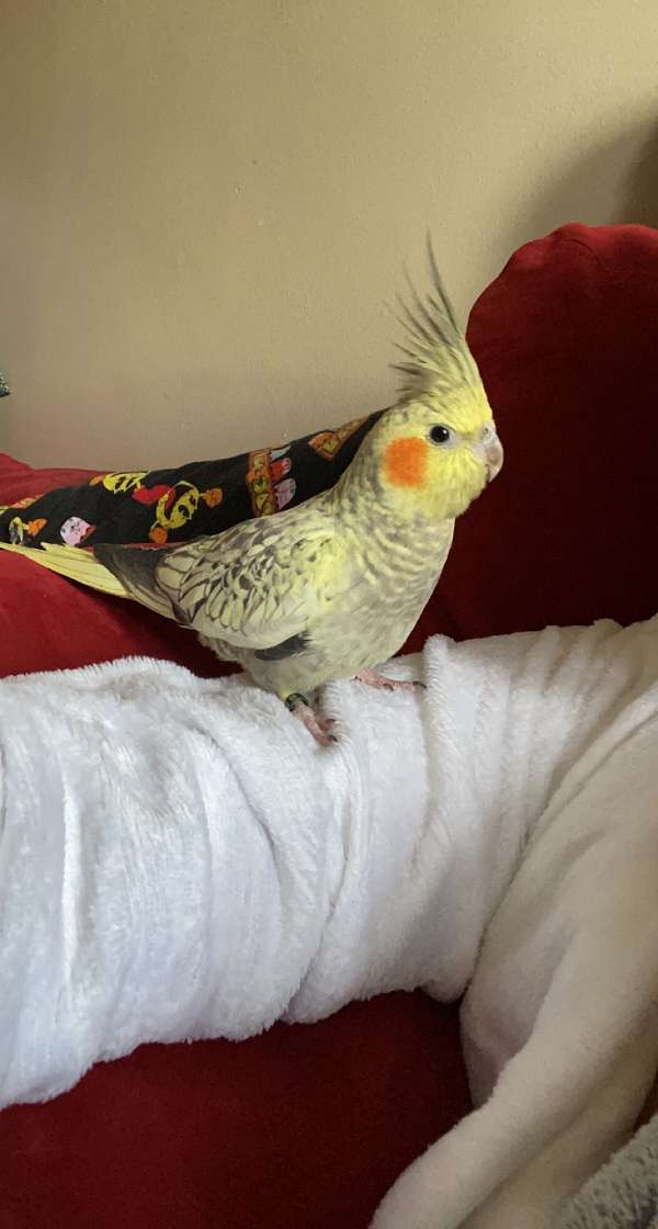 cockatiel-for-sale-in-charleston-wv