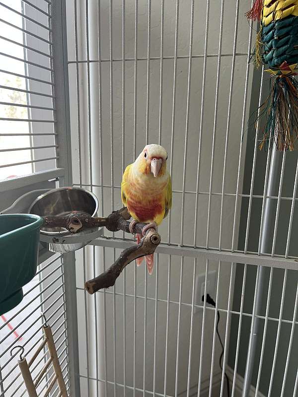 conure-for-sale-in-madera-ca