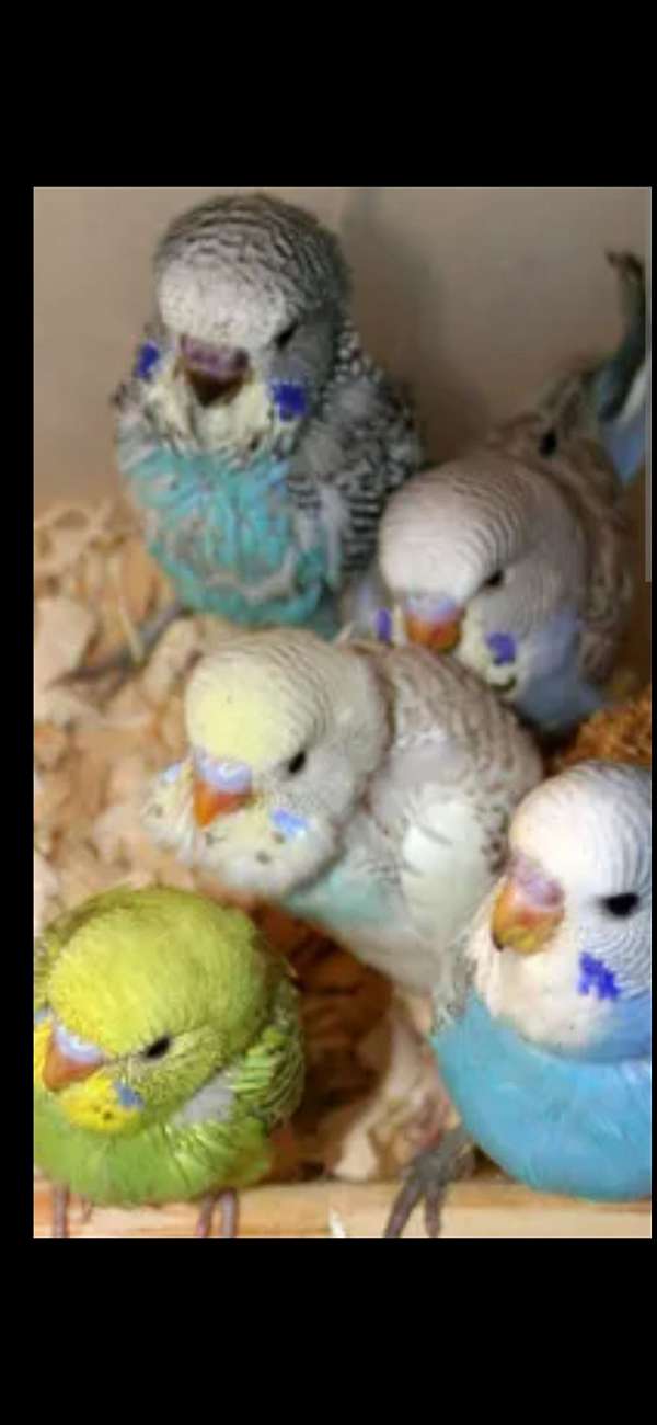 budgerigar-parakeet-for-sale