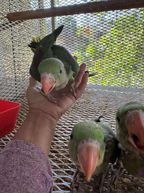 alexadrine-parakeet-for-sale